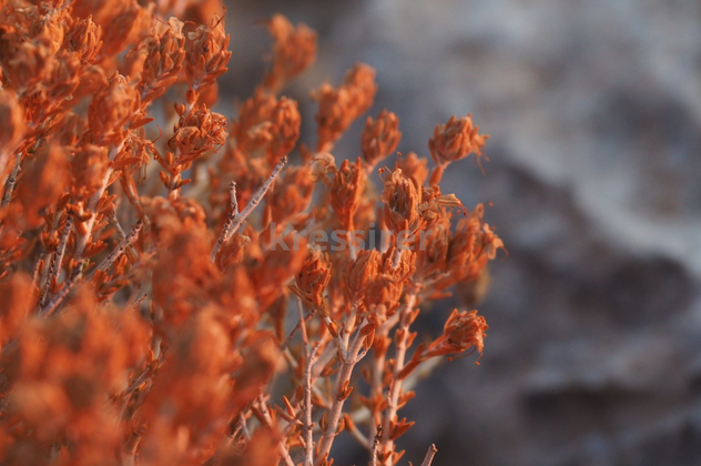 A close up of a plant with orange flowers on a rock.