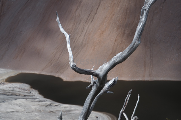 A tree branch with a shadow on the ground