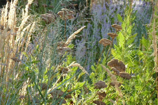 A bunch of plants are growing in the grass in a field.