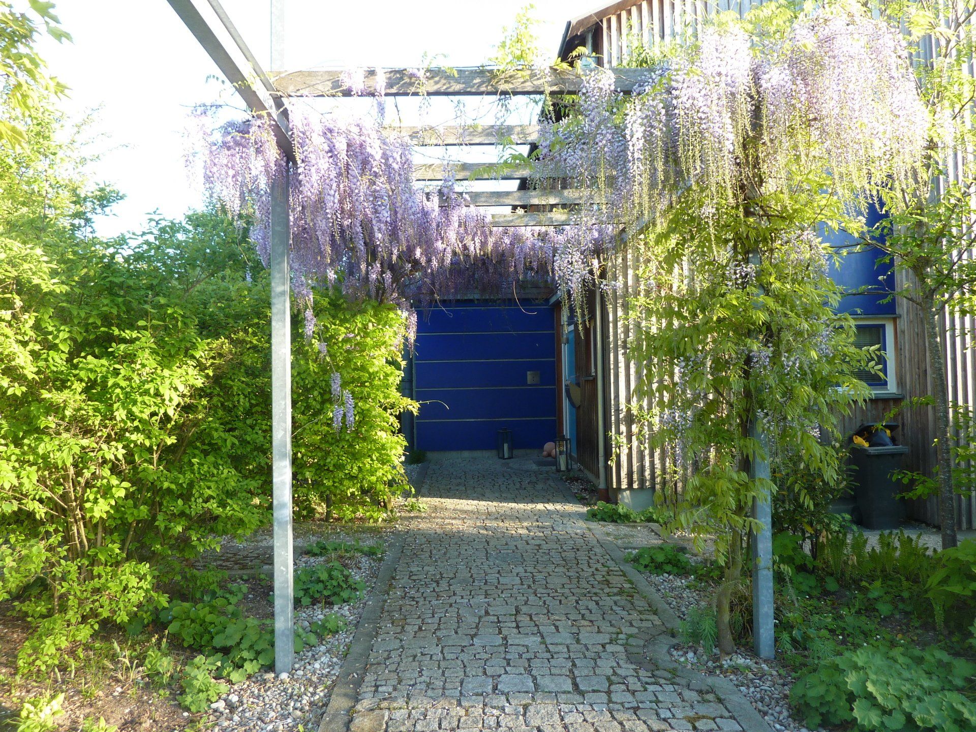 A walkway with purple flowers hanging from a pergola