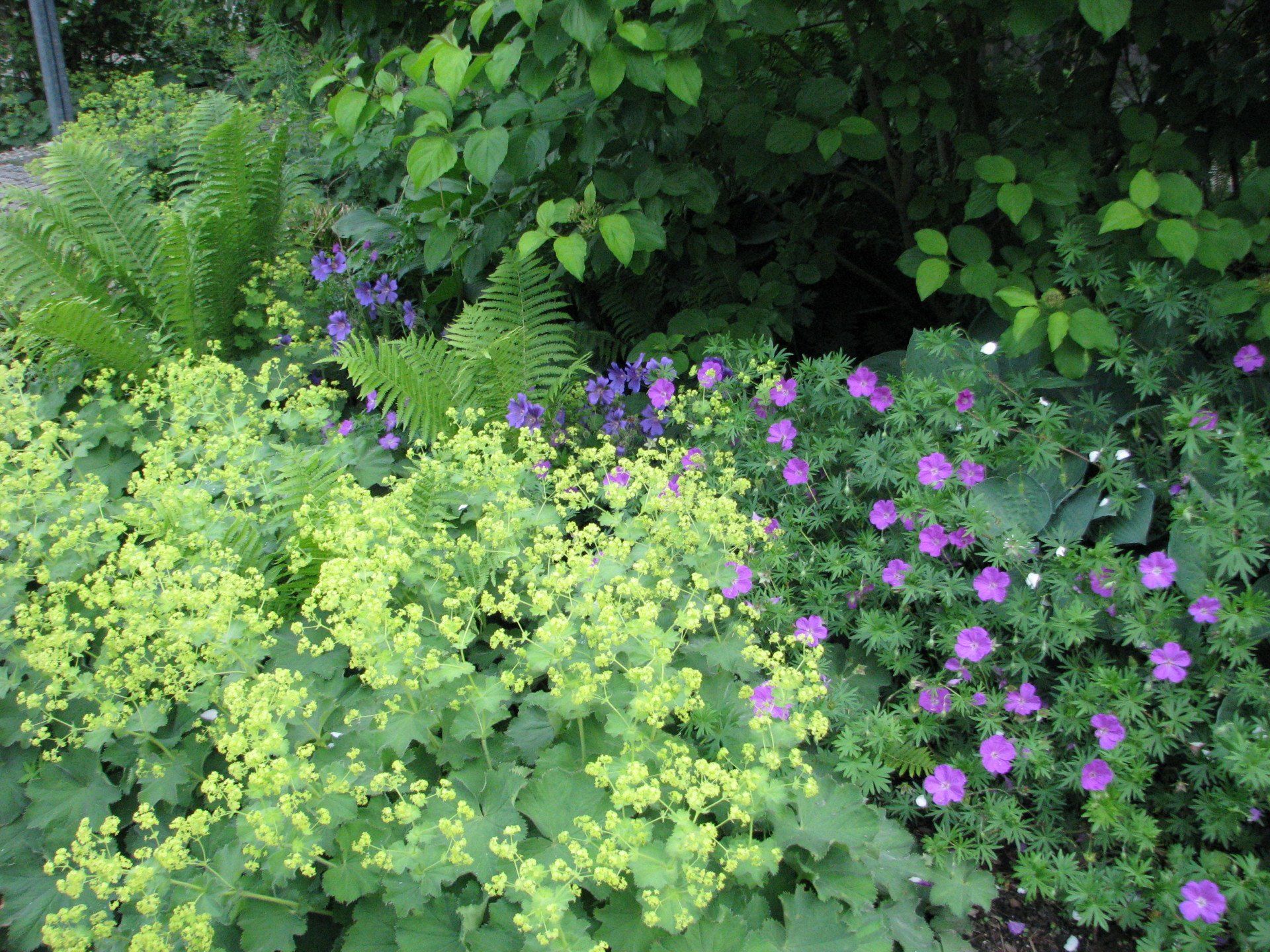 A lush green garden with purple flowers and yellow flowers