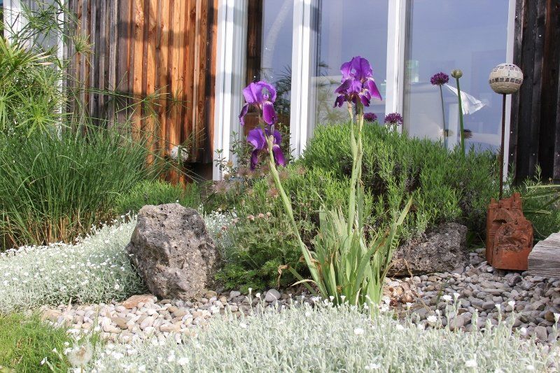 A garden with purple flowers and white flowers in front of a window.