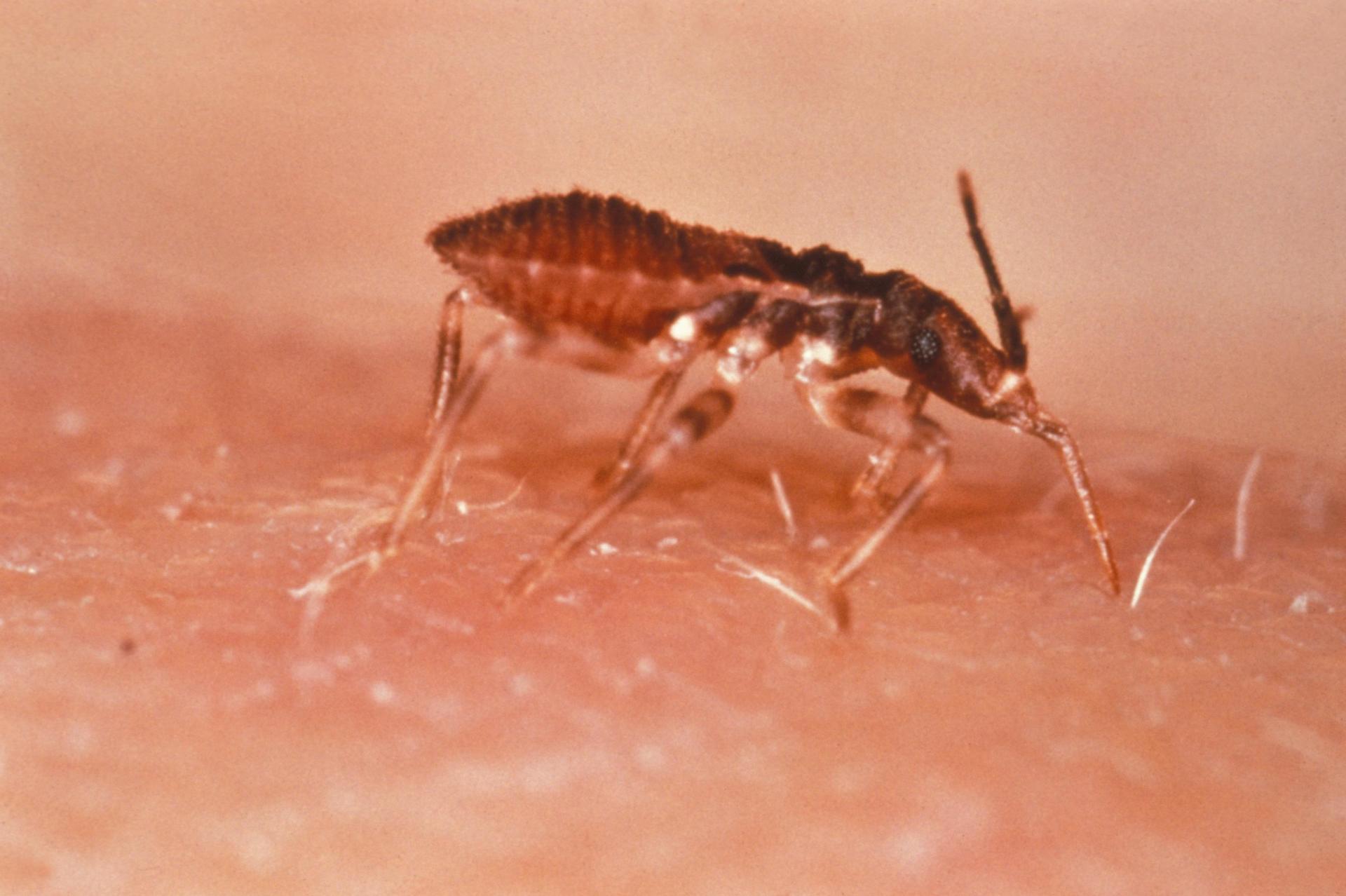 disinfestazione pulci