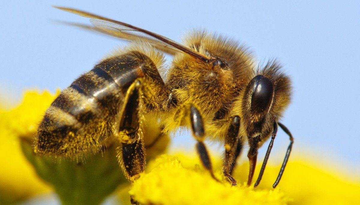disinfestazione vespe