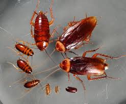 free exterminator leads