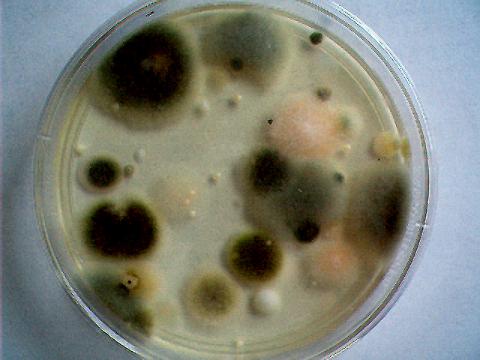 mold testing lead generation