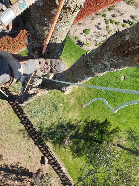 A person in work boots standing on a tree branch, with ropes, over green grass and a fence.