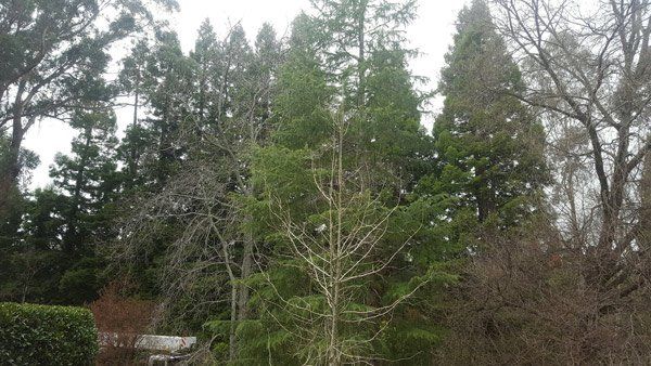 trees