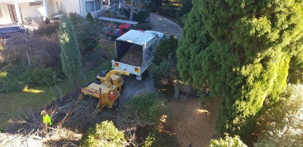 removing trees at home
