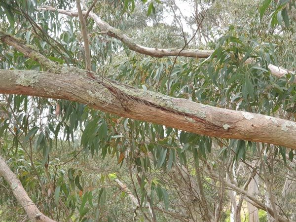 wildlife habitat trees