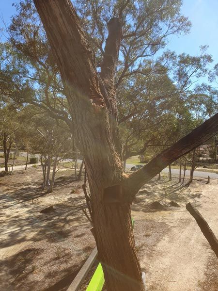 A close-up view of a tree trunk with exposed branches against a sunny background.