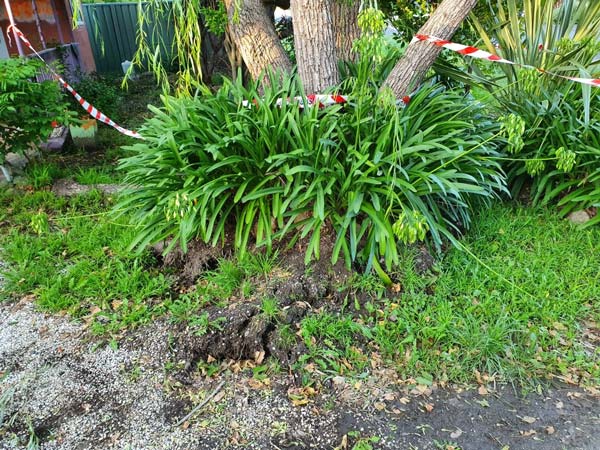 Green plant with long leaves growing around a tree trunk on grassy ground.