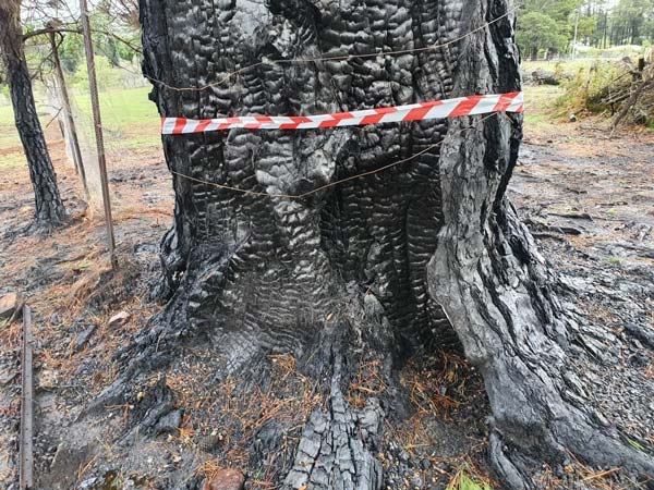 Charred tree trunk with red and white caution tape, outdoors.