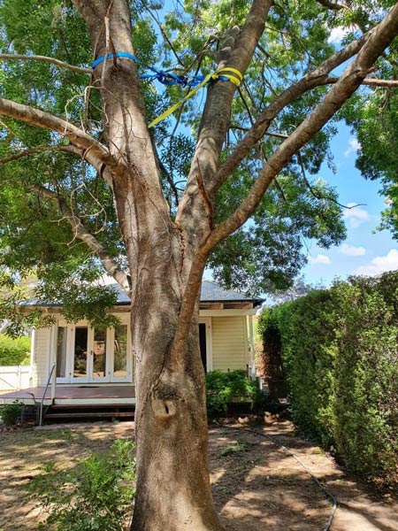 Mature tree with blue and yellow ribbons, in front of a house and hedge.