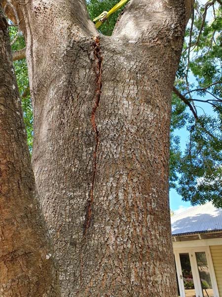 Large tree trunk with a long vertical crack; a yellow rope is visible in the upper branches.