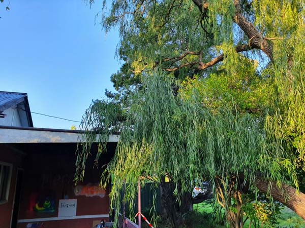 Large weeping willow tree in a sunny yard, partially obscuring a red building and blue sky.