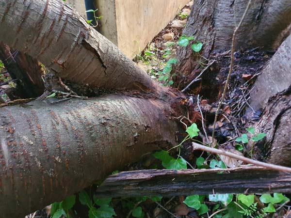 Branches of a tree with peeling bark are joined at the base with damp, dark patches; ivy grows nearby.