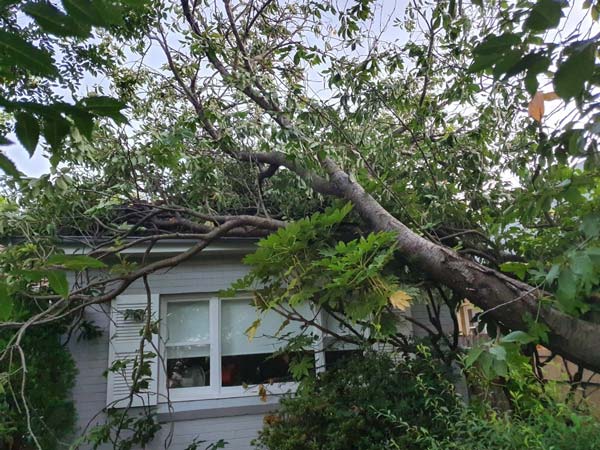 Tree branch fallen on the roof of a house, covering the window and part of the wall.