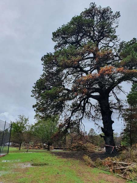 A large pine tree with browned branches stands in a green field under an overcast sky.