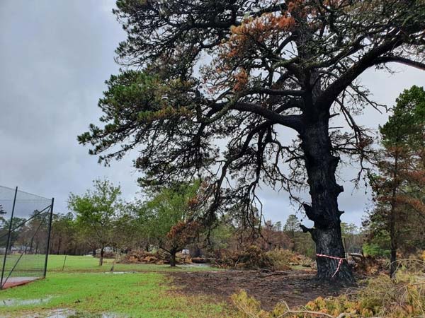 A large tree charred by fire stands in a field, surrounded by debris and damaged trees.
