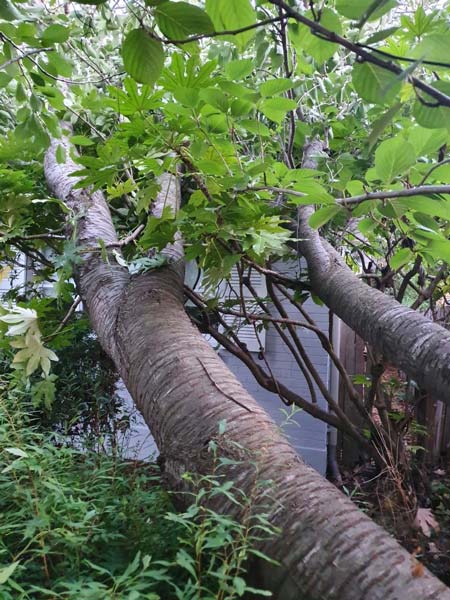 Slanted tree trunk with textured bark and green leaves, leaning over shrubs and a building.
