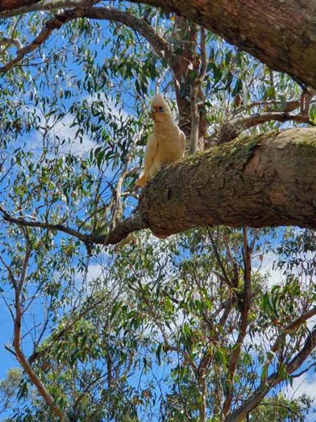 wildlife in trees