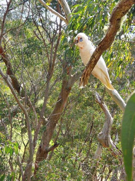 white bird in tree