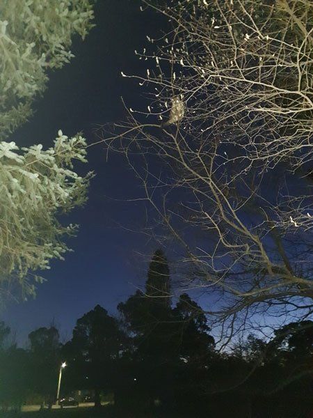 local wildlife in trees