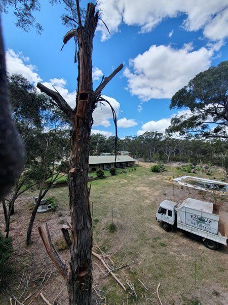 protecting the wildlife in the trees