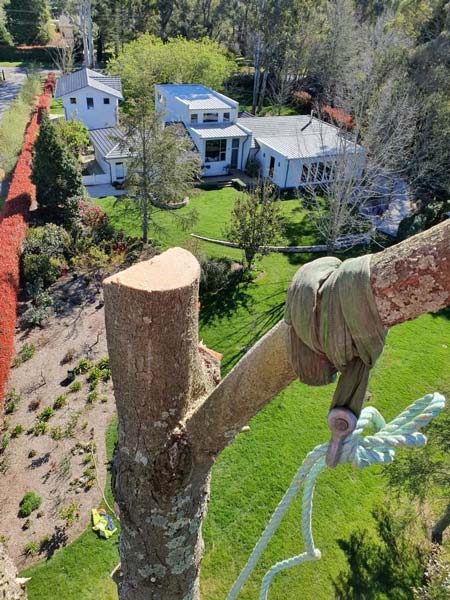 Tree trunk with a cut branch, rope tied. Houses and green lawn in background.