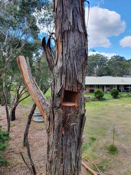 stag trees
