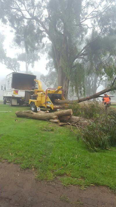 tree cutting