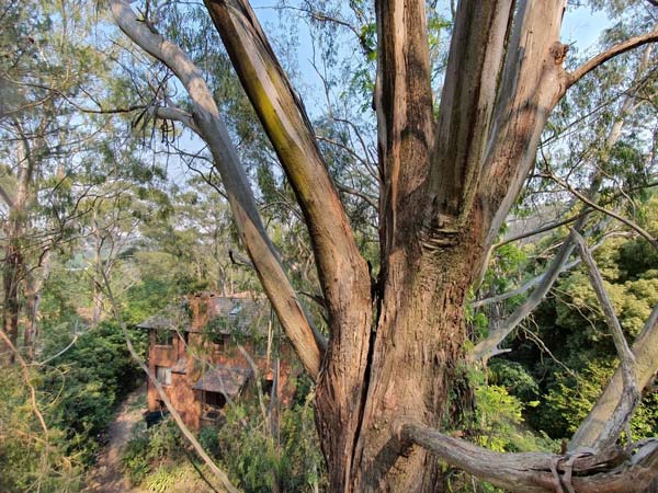 A large tree trunk with peeling bark and branches, overlooking a forest and buildings.