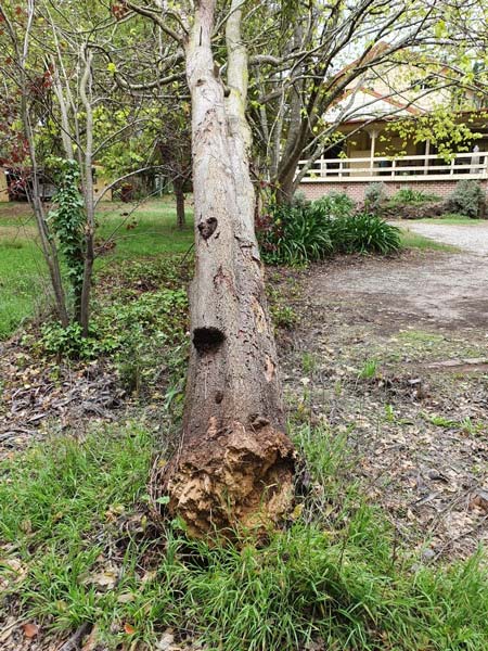 A fallen tree trunk on grass; the base is decaying, and the trunk is bare. A house is in the background.