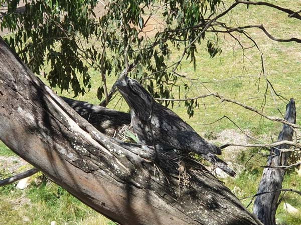 wild birds in tree