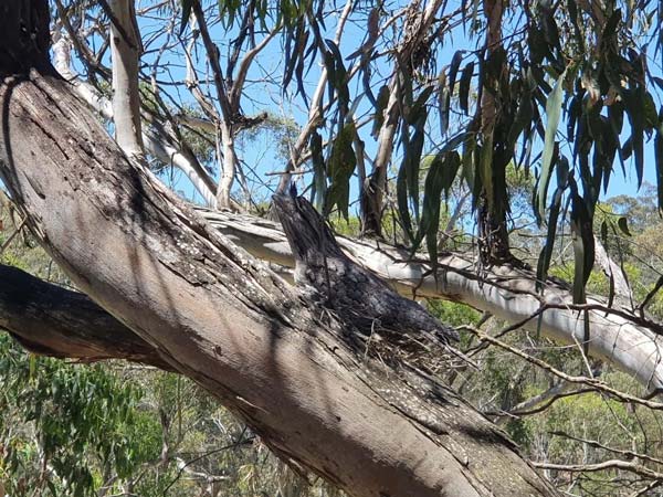 wild birds in tree