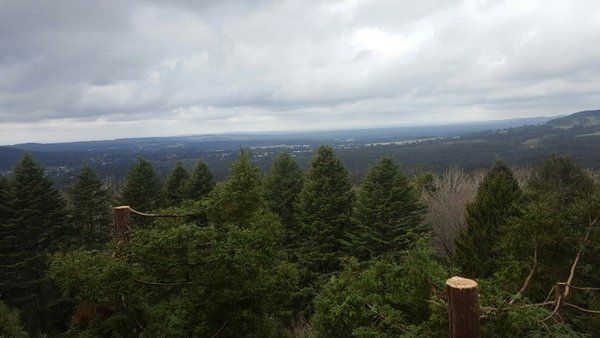 view after tree are removed