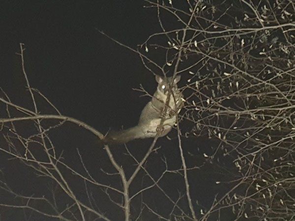 wildlife in trees at night