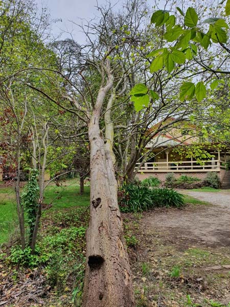 A fallen tree trunk with a heart-shaped carving, green grass, and a house in the background.