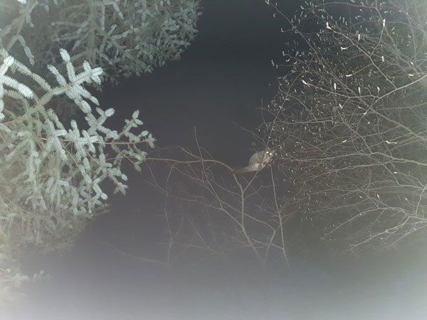 local bird in tree