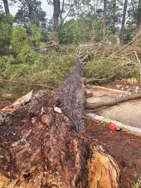 Fallen tree trunk on the ground; brown, grey, and green colors. Outdoors, daylight.