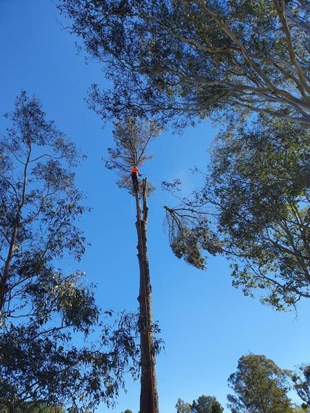tree being trimmed