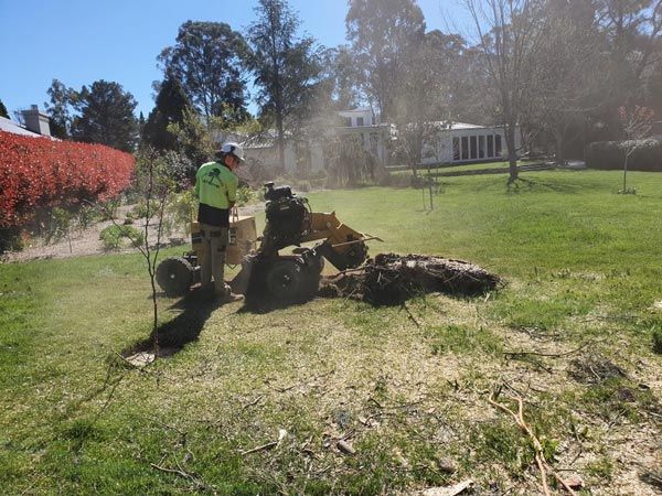 person working on tree