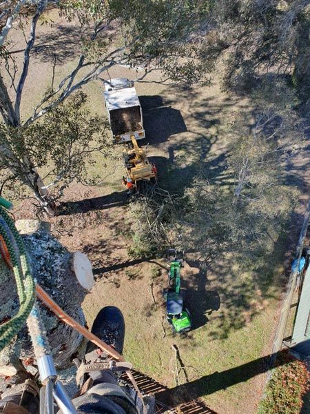 Overhead view: a tree worker, yellow and green machinery, and a truck removing debris.