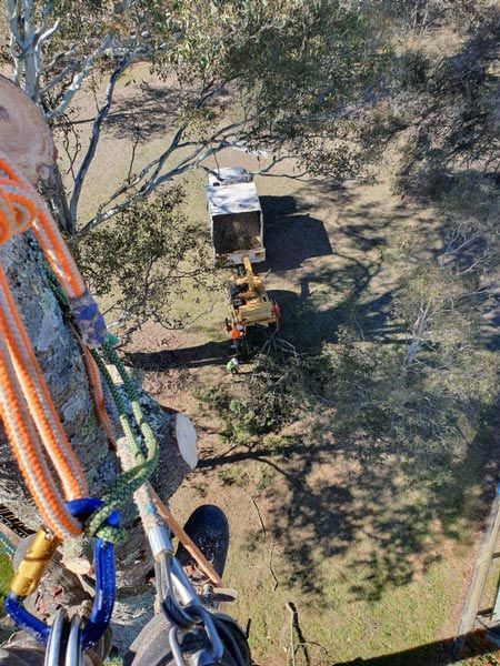 tree being trimmed