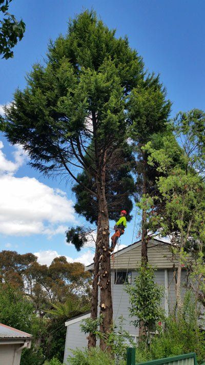 tall tree