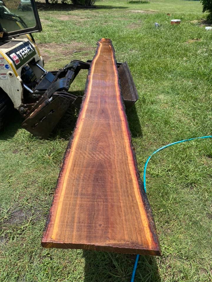 Cut Tree Trunk — Arborist in Yeppoon, QLD