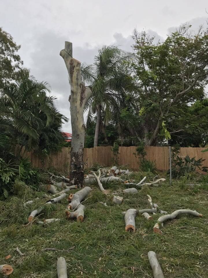 Tree Pruning — Arborist in Yeppoon, QLD