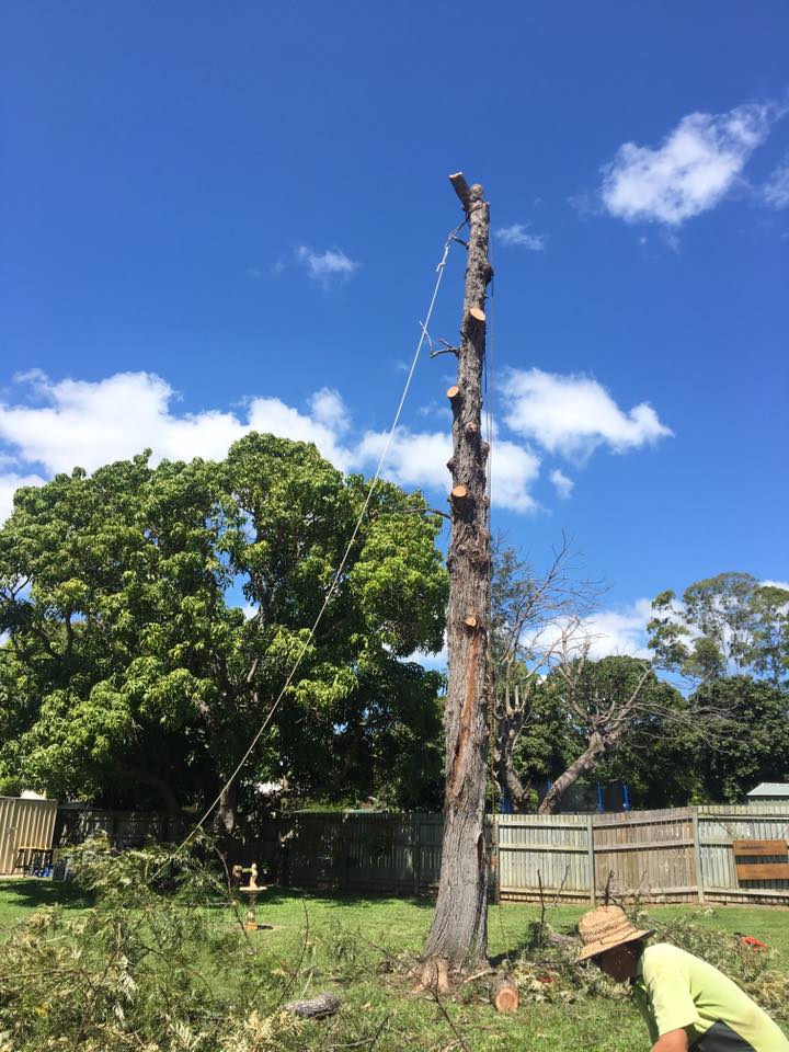 Pruned Tree 1 — Arborist in Yeppoon, QLD