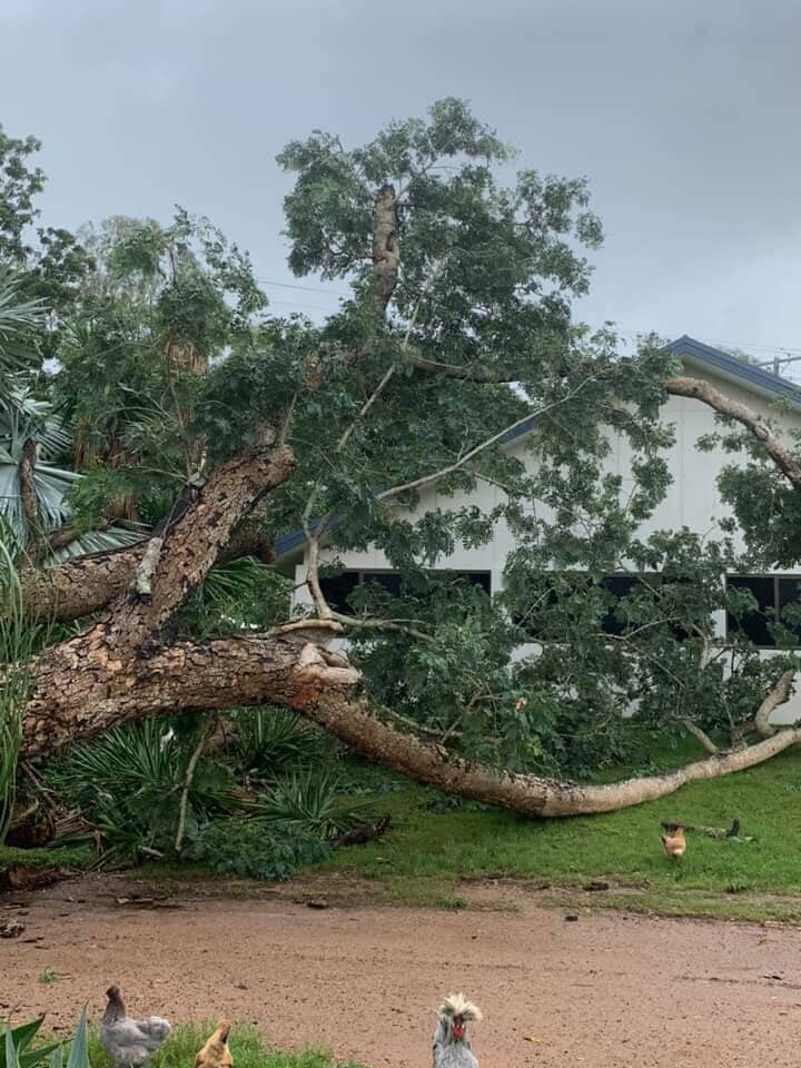 Cutting Old Tree — Arborist in Yeppoon, QLD